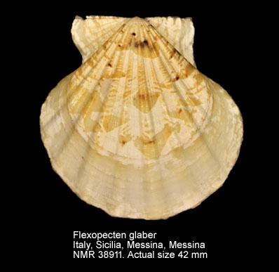 Flexopecten glaber (8).jpg - Flexopecten glaber(Linnaeus,1758)